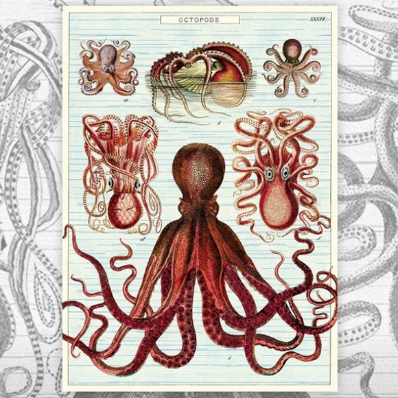 Cavallini & Co. Octopods Vintage Science Octopus Image Decorative Poster - NWT - Picture 6 of 7
